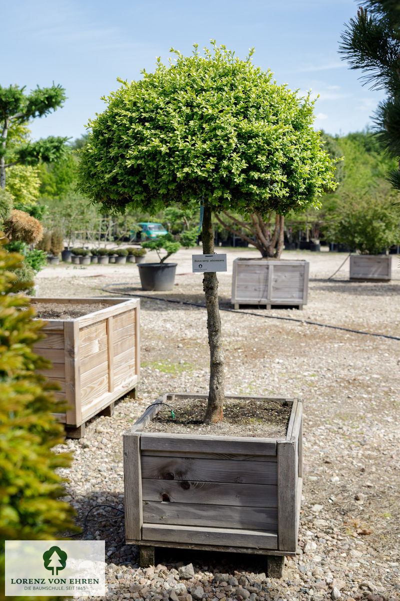 Buxus sempervirens arborescens  Schirm auf Hochstamm im Container