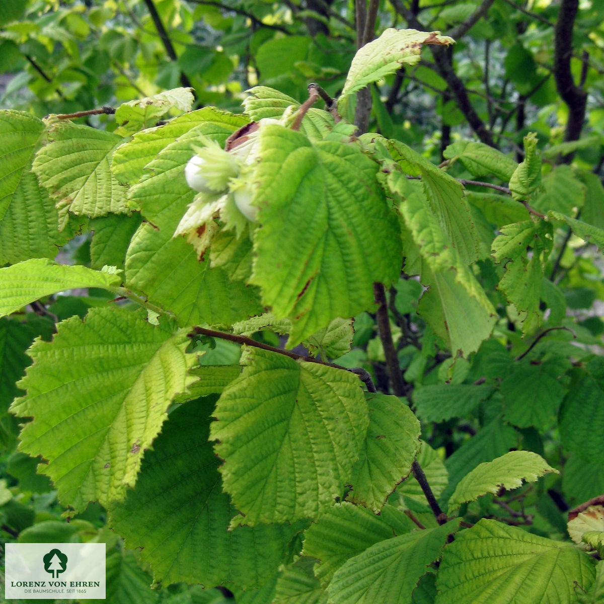 Corylus avellana