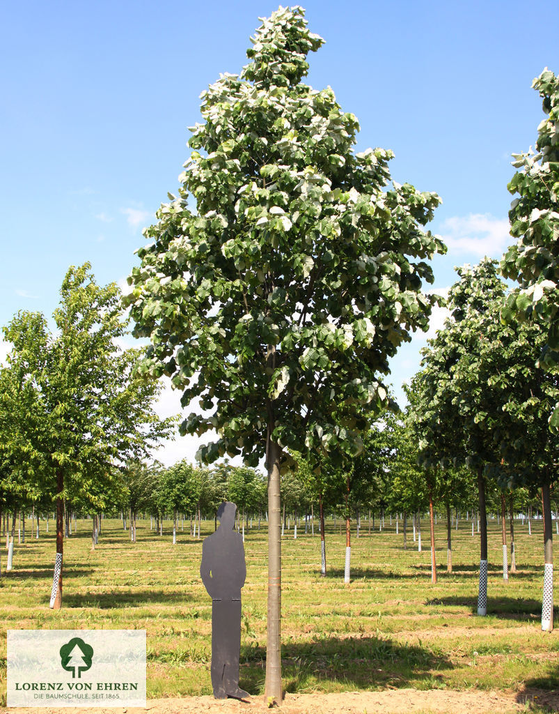 Tilia tomentosa 'Brabant'