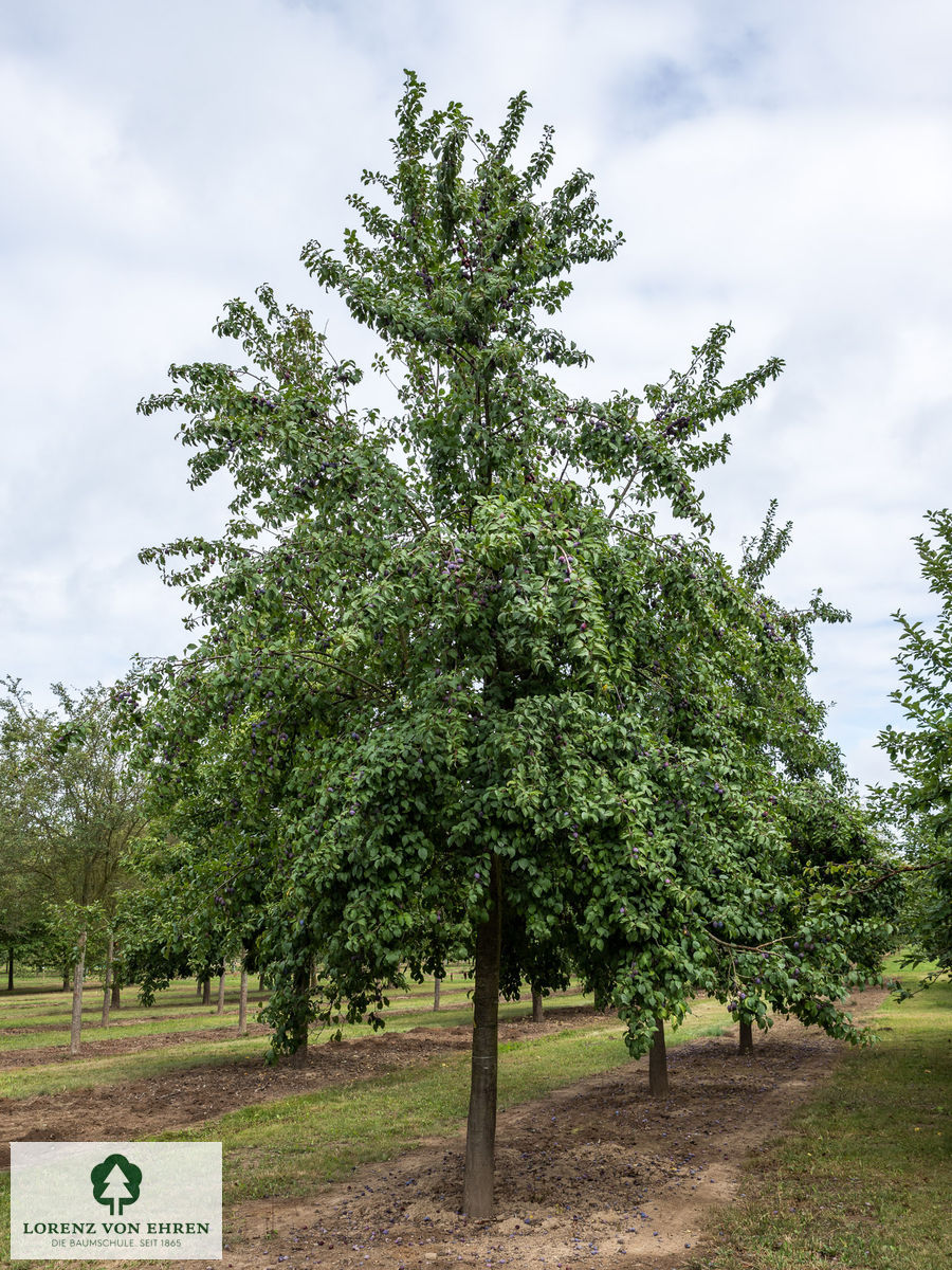 Prunus domestica 'Hauszwetsche' | Baumschule LvE