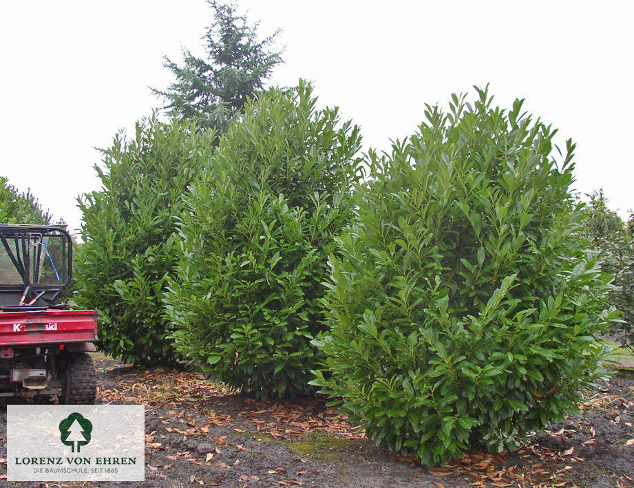 Prunus laurocerasus 'Greenpeace'