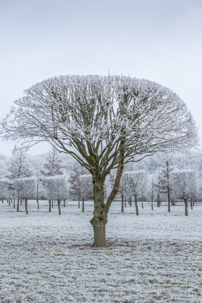 Tilia platyphyllos Unikat