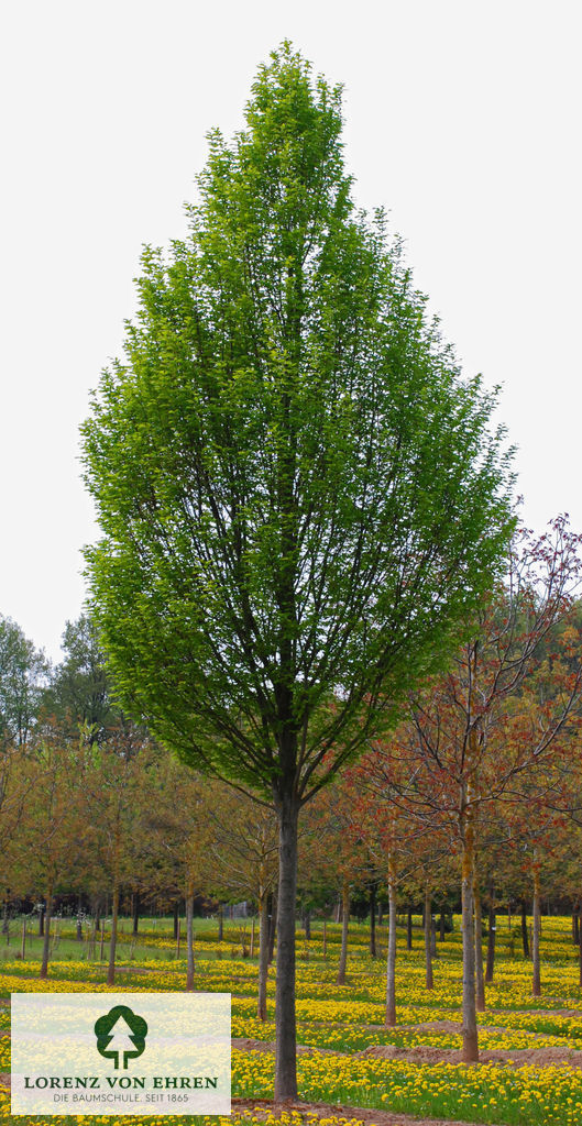 Einzel stehende Hainbuche Fastigiata Carpinus betulus