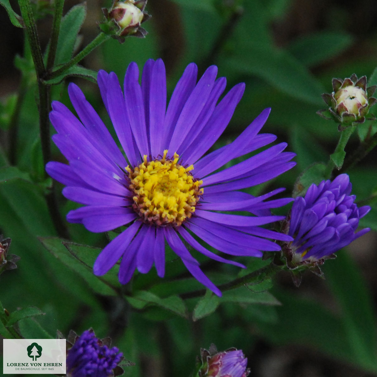 Aster amellus 'Veilchenkönigin'