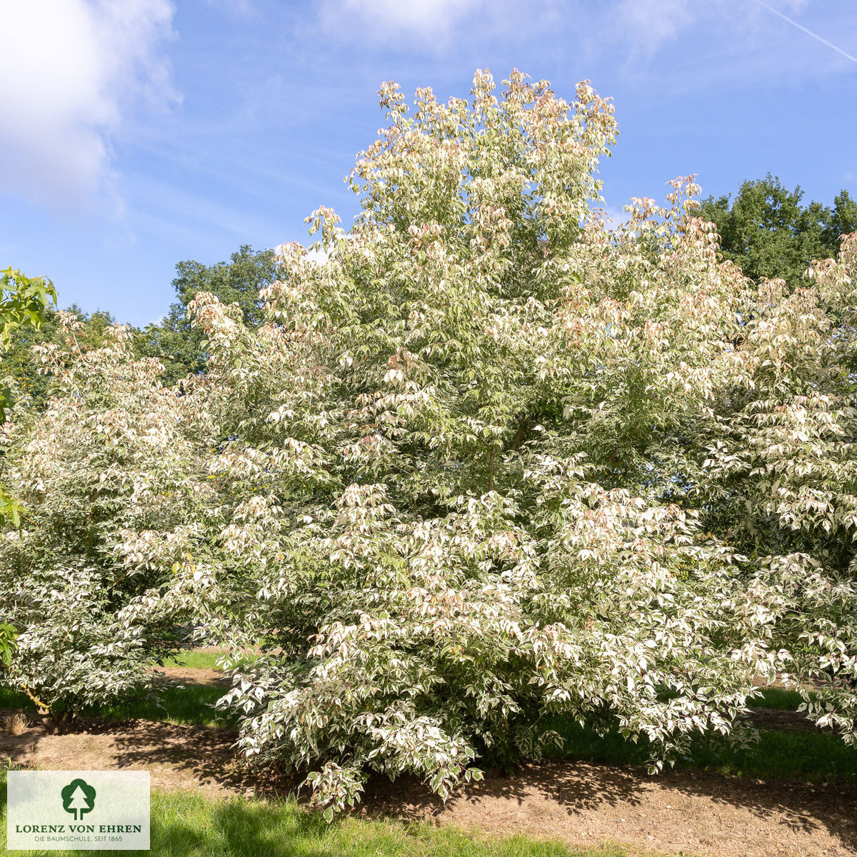 Acer negundo 'Variegatum'