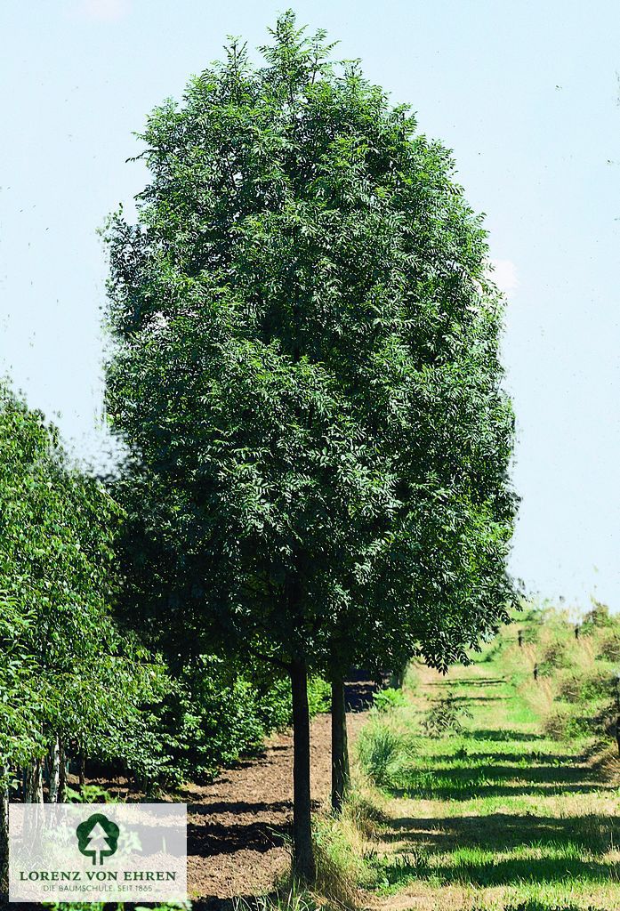 Fraxinus excelsior 'Atlas'