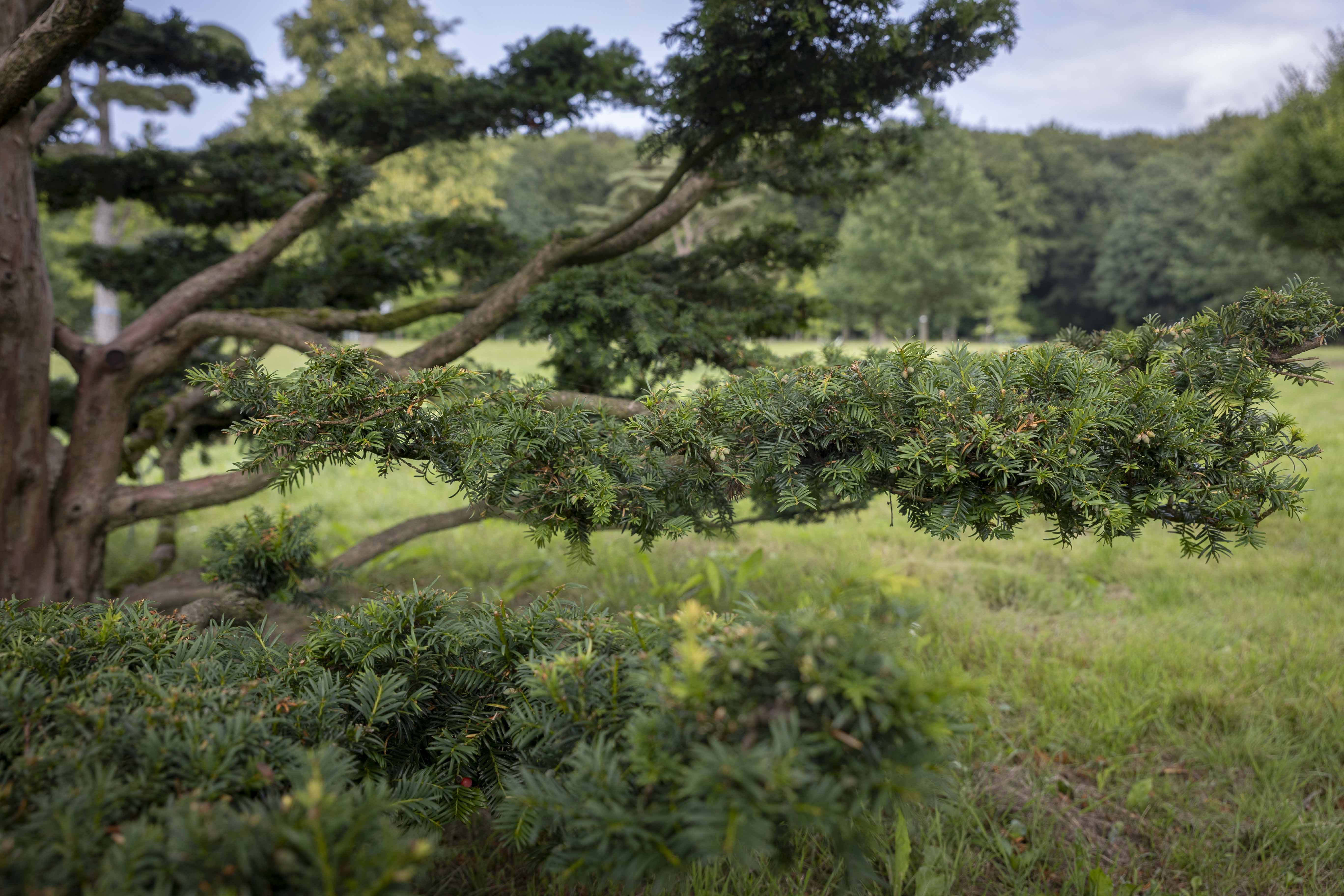 Taxus baccata Bonsai 