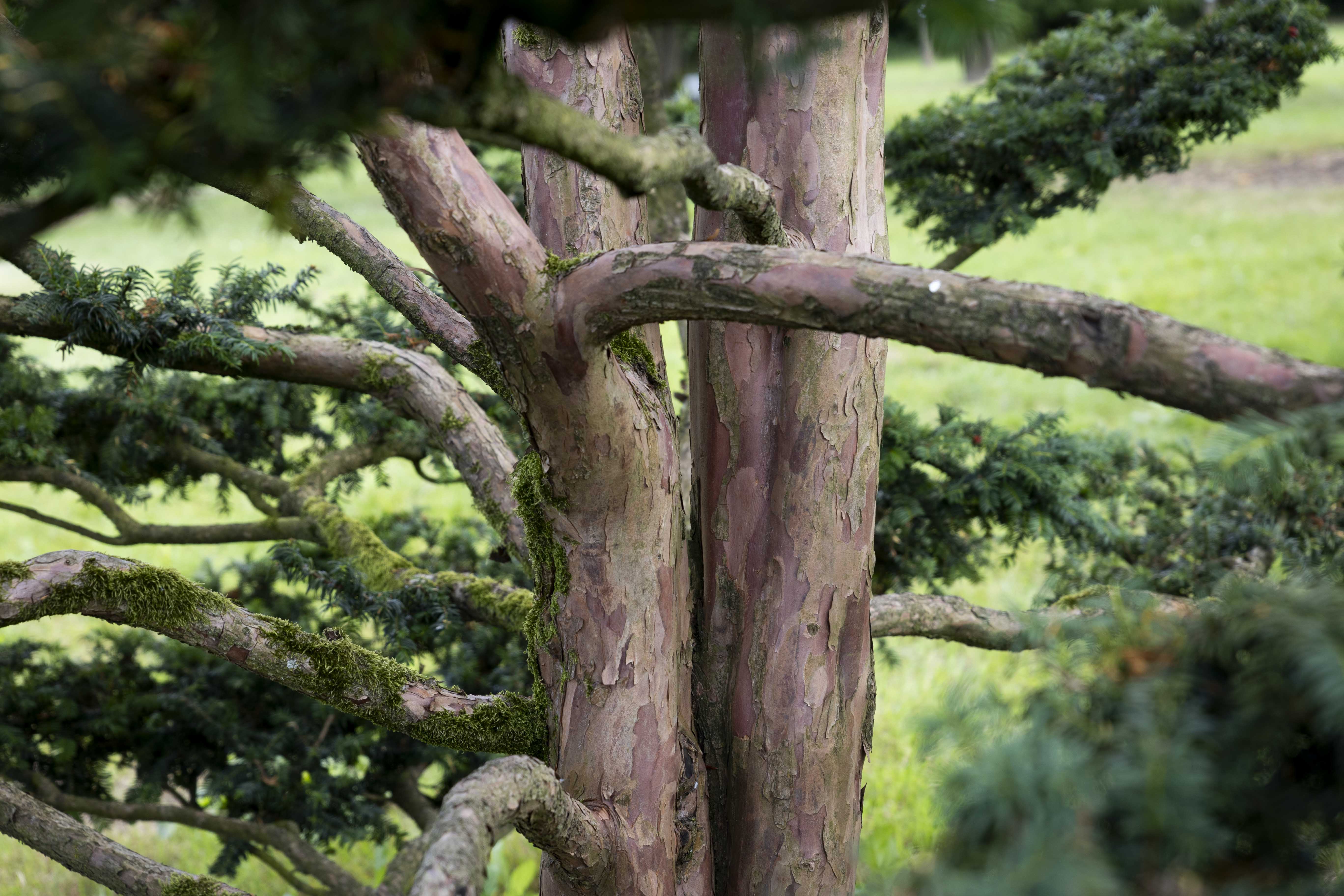 Taxus baccata Bonsai 