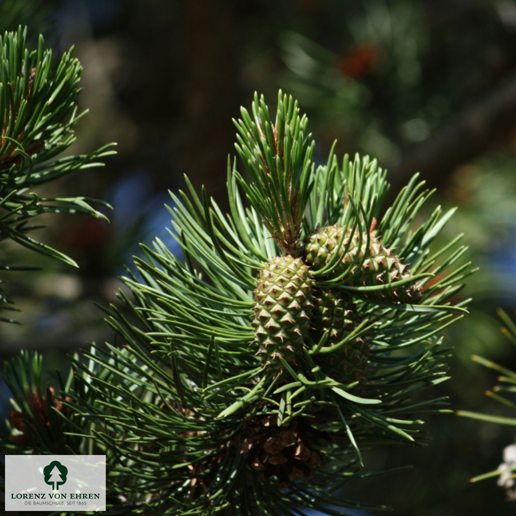 Pinus contorta