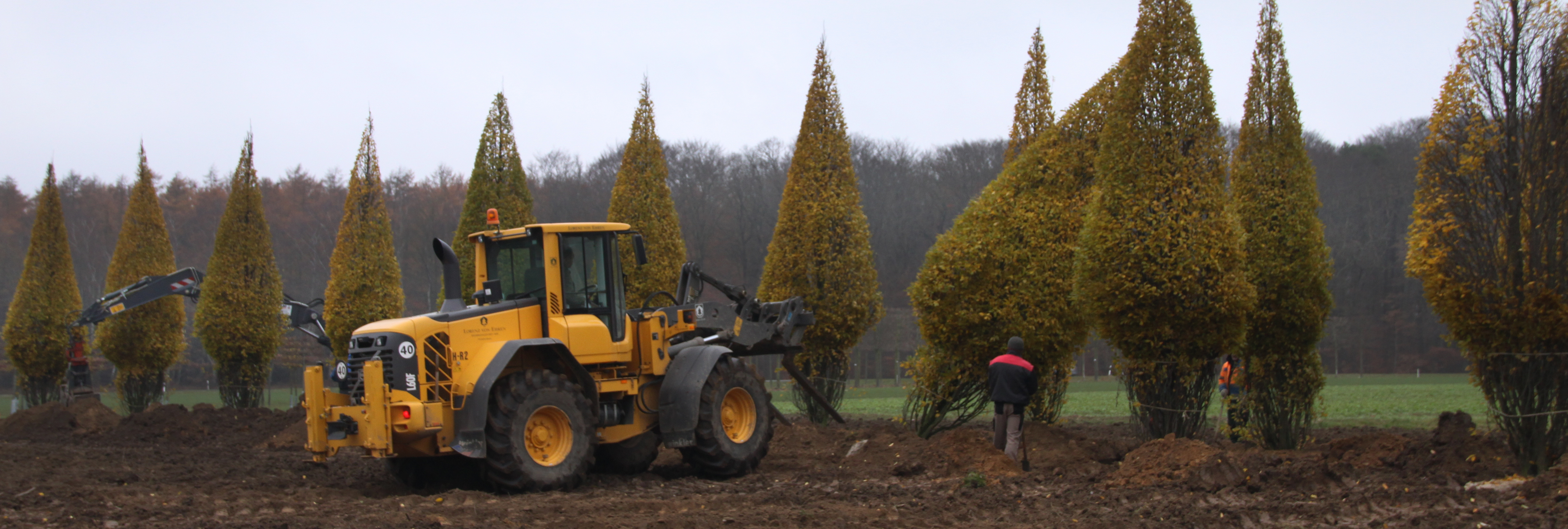 Herbststimmung Kegelbäume 