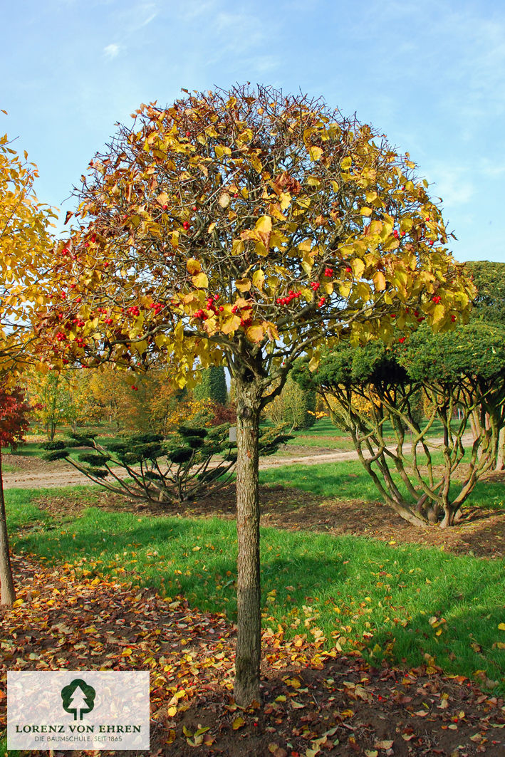 Crataegus coccinea