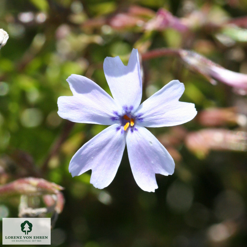 Phlox subulata 'Emerald Cushion Blue'