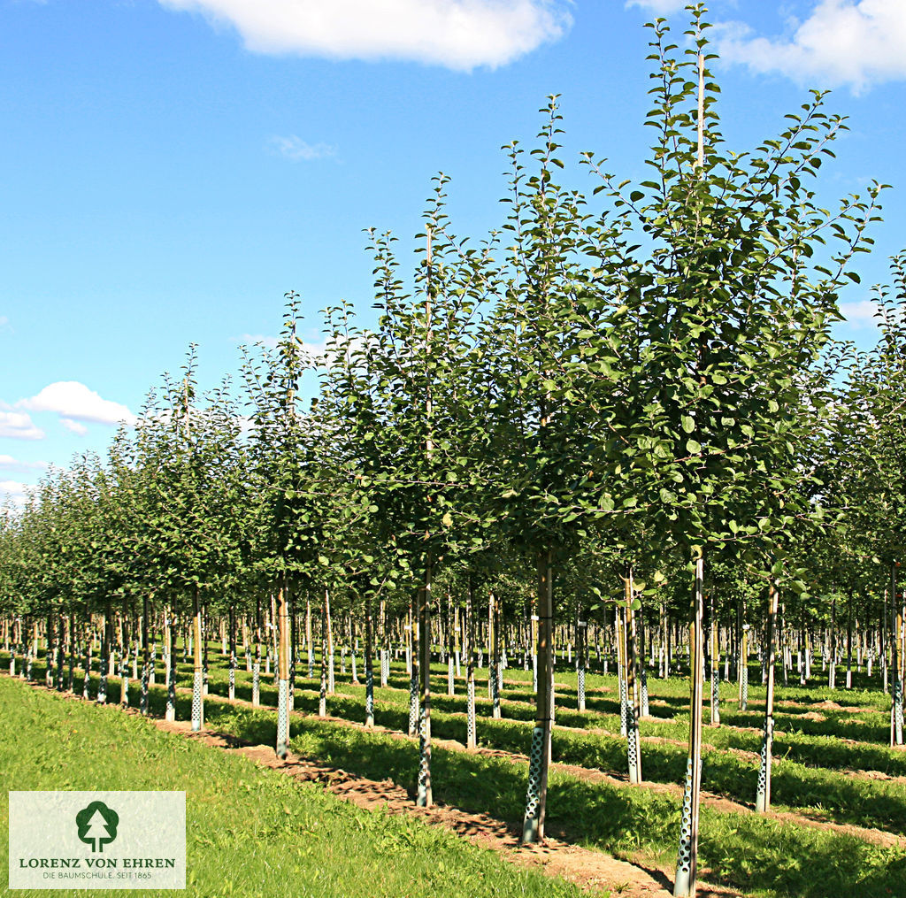 Malus domestica 'Roter Boskoop'