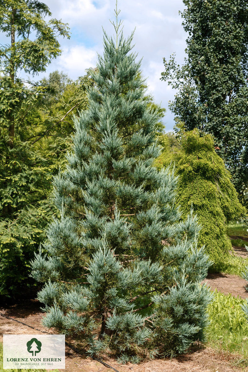 Sequoiadendron giganteum 'Glaucum'