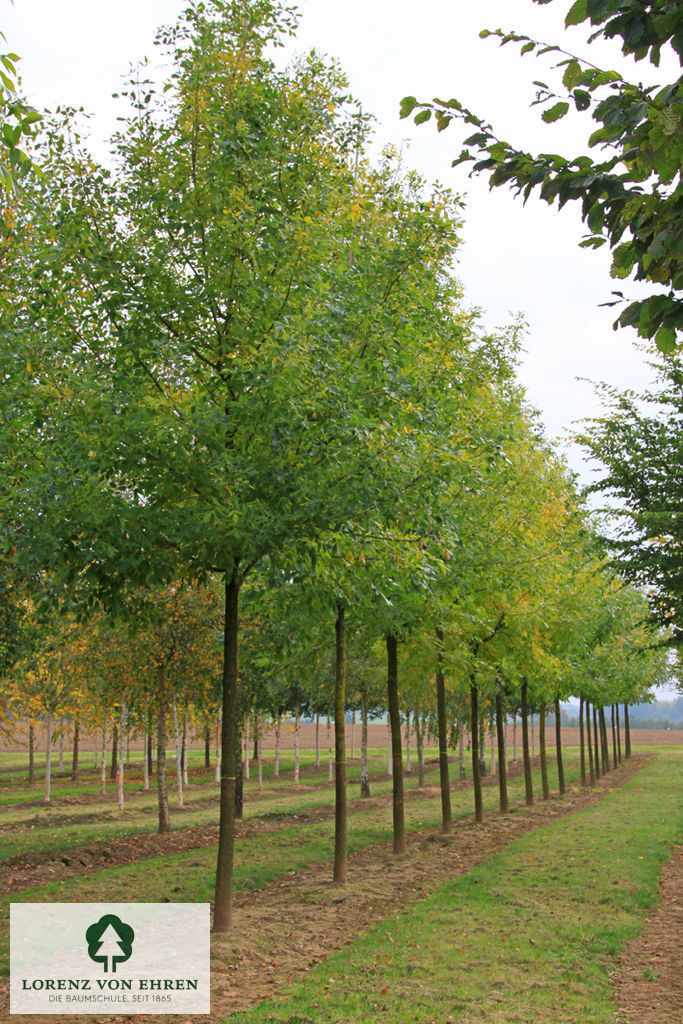 Fraxinus americana microcarpa