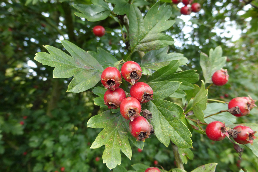 Crataegus monogyna Unikat