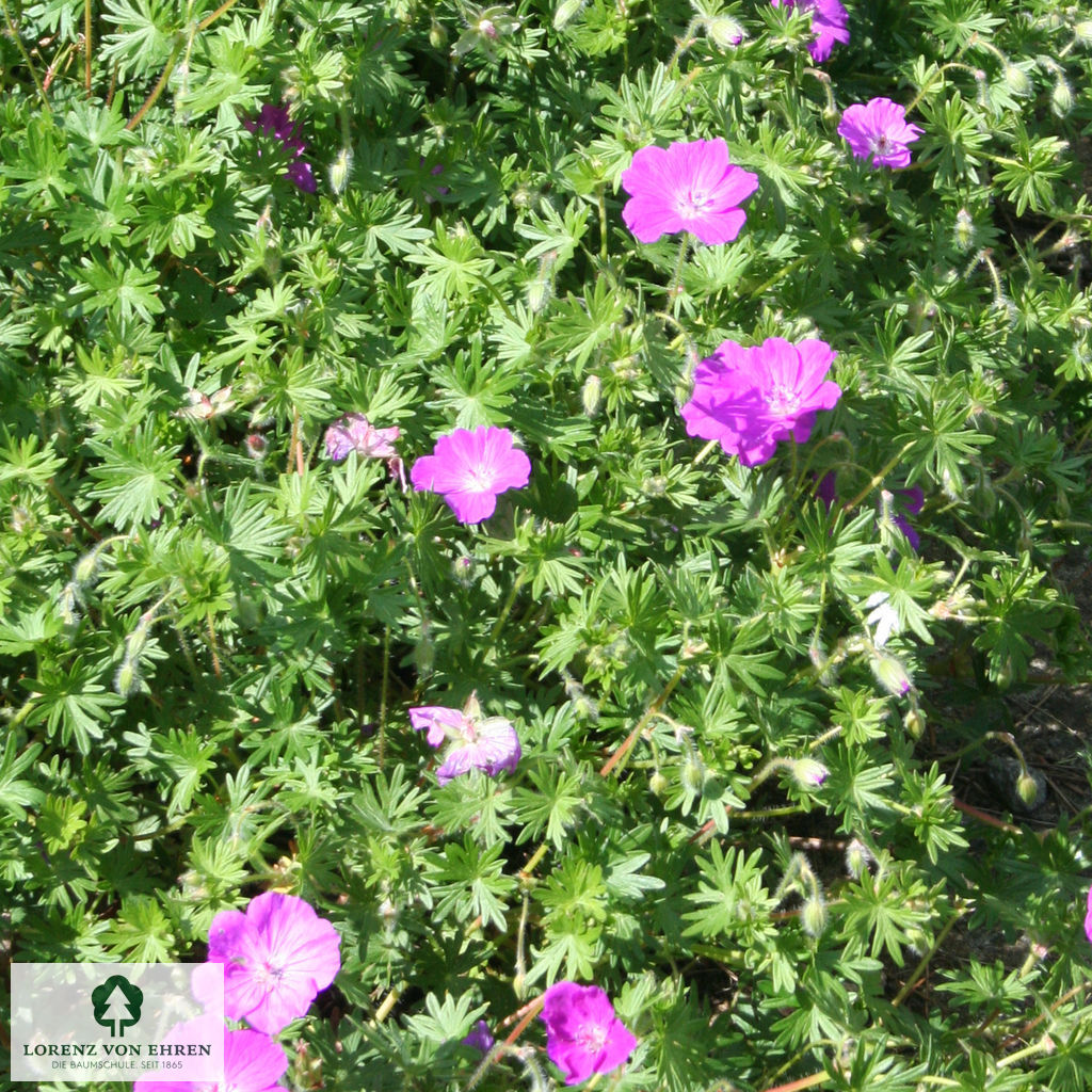 Geranium sanguineum