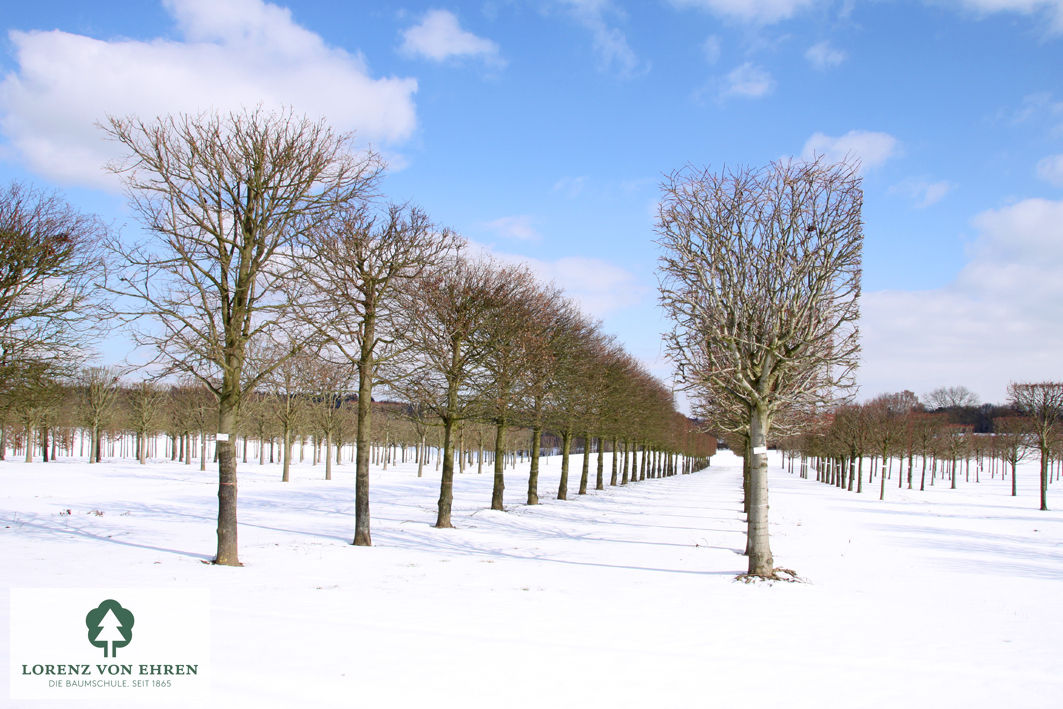 Tilia cordata 'Erecta'