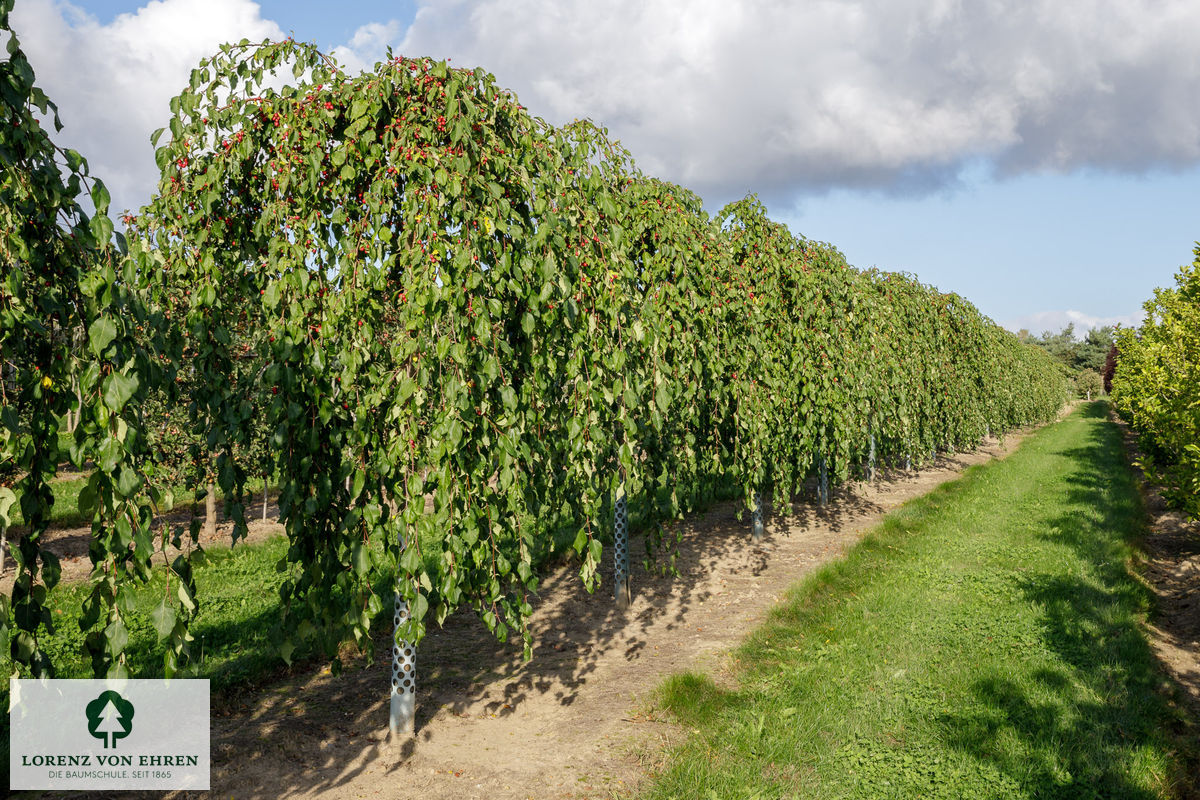 Malus 'Red Jade'