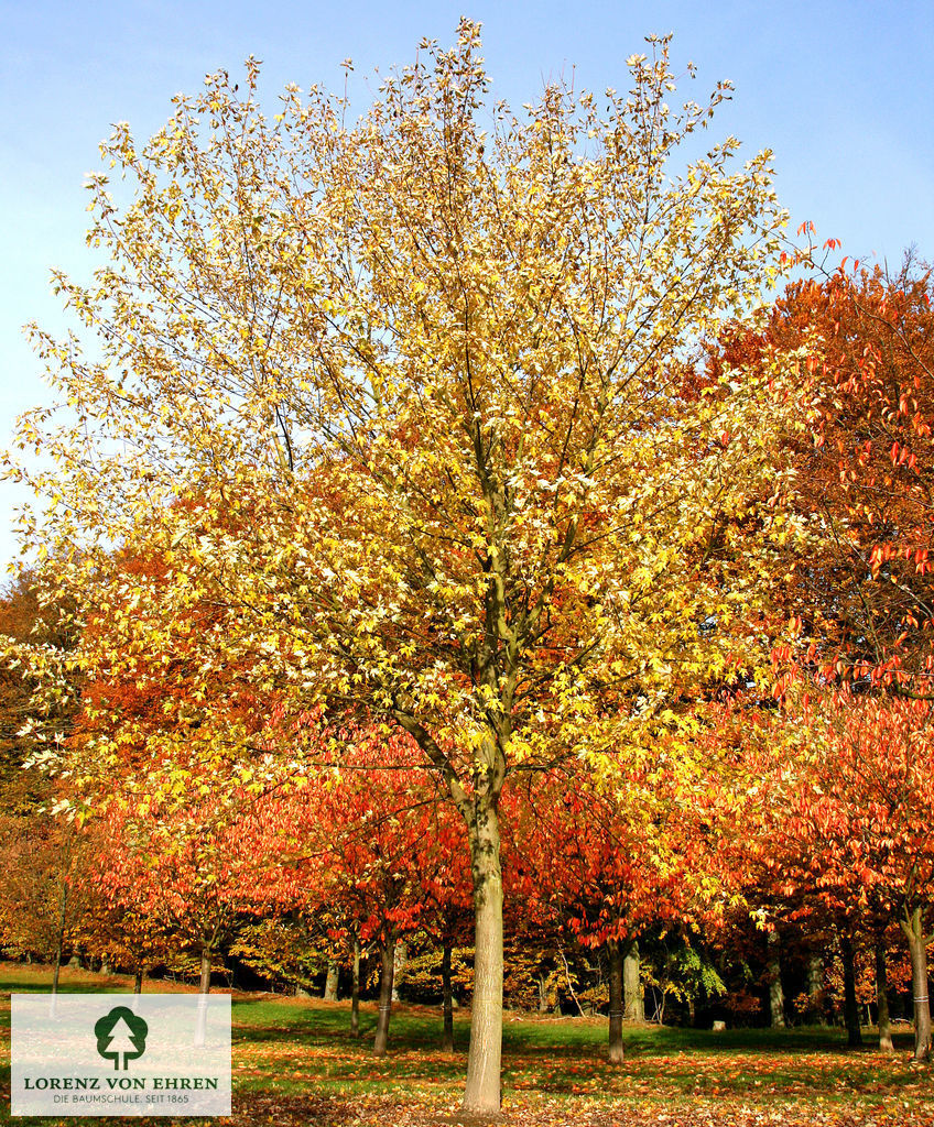 Acer saccharinum