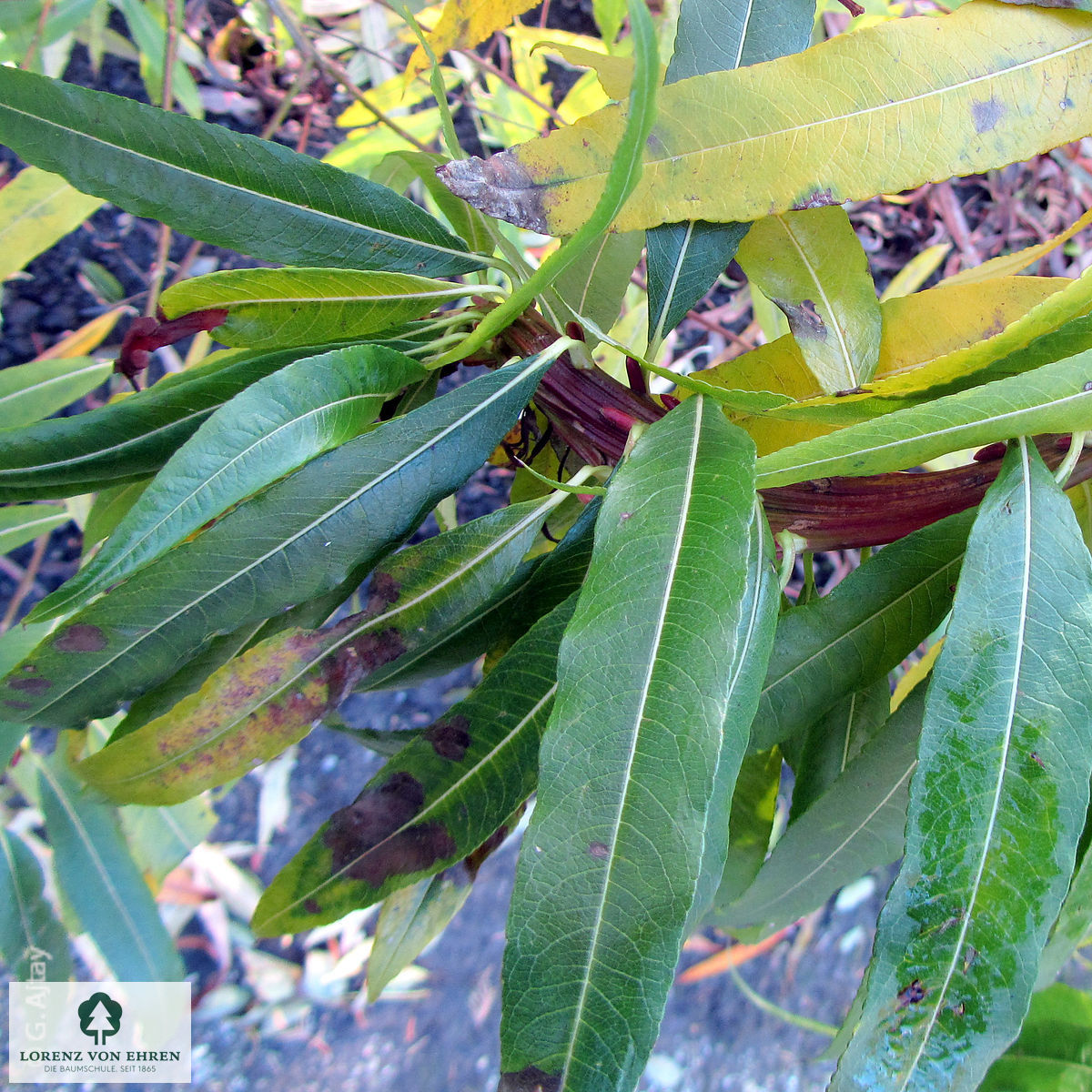 Salix sachalinensis 'Sekka'