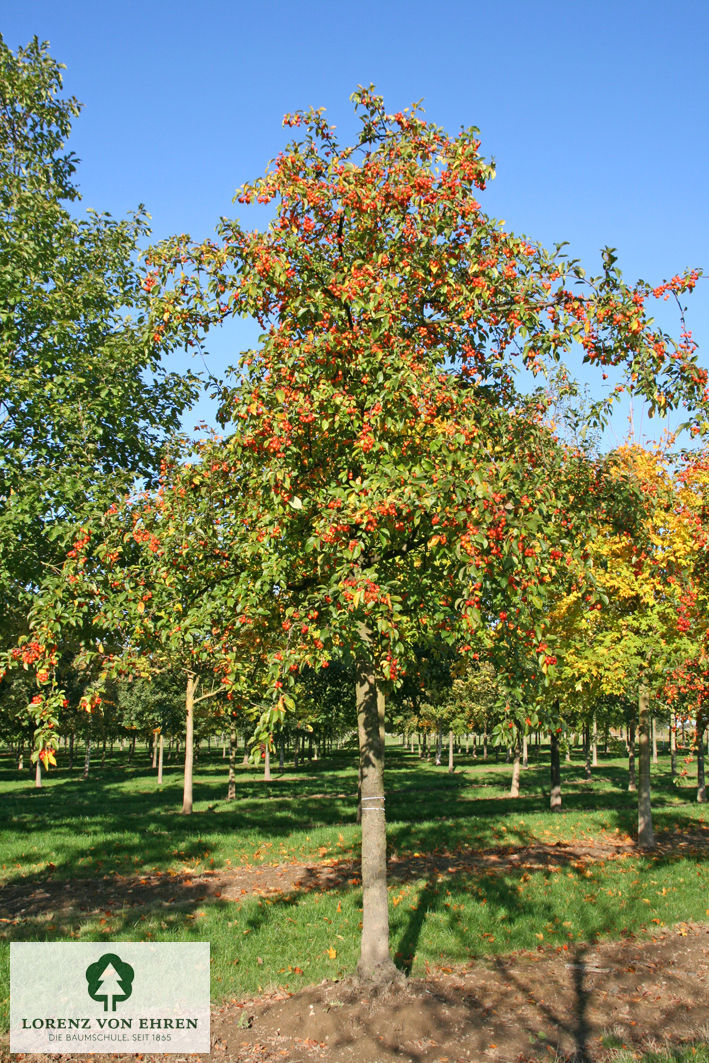 Malus 'Professor Sprenger'