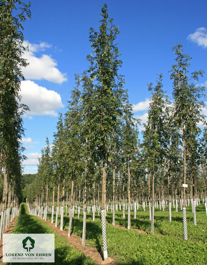 Sorbus aucuparia 'Edulis'