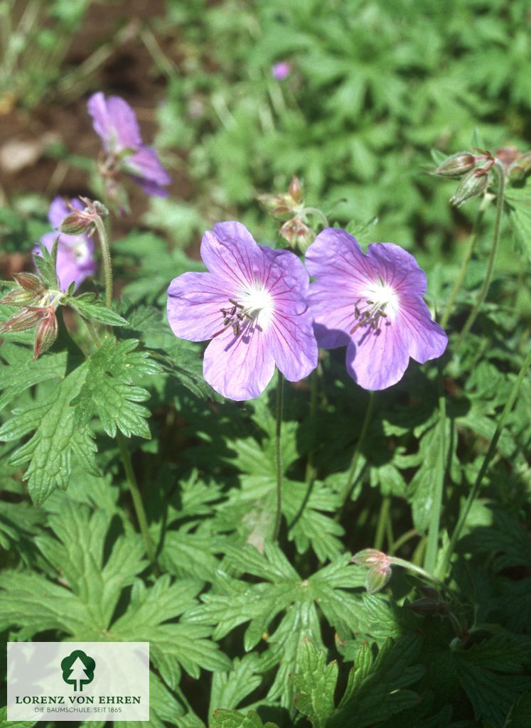 Geranium 'Johnsons Blue'