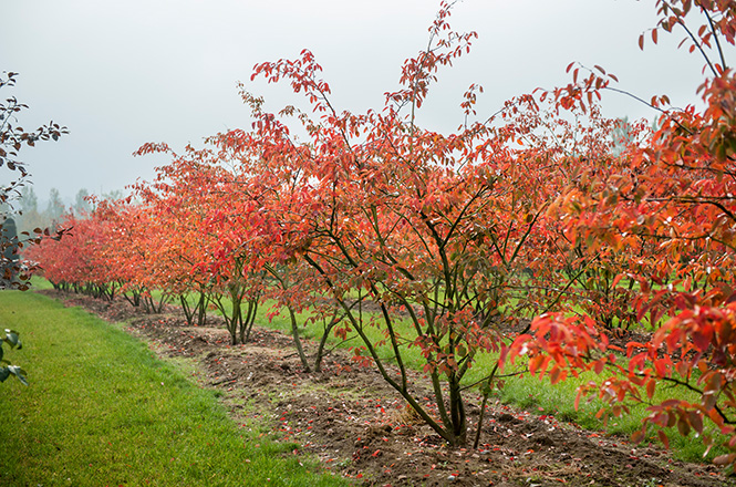 Amelanchier lamarkii im Herbst Felsenbirne im orangenen HErbstkleis