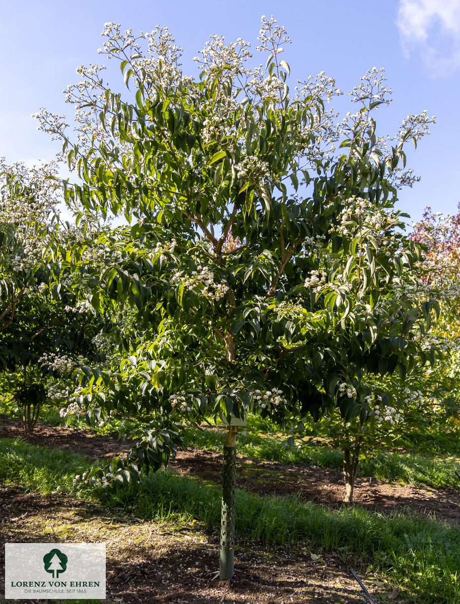 Heptacodium miconioides