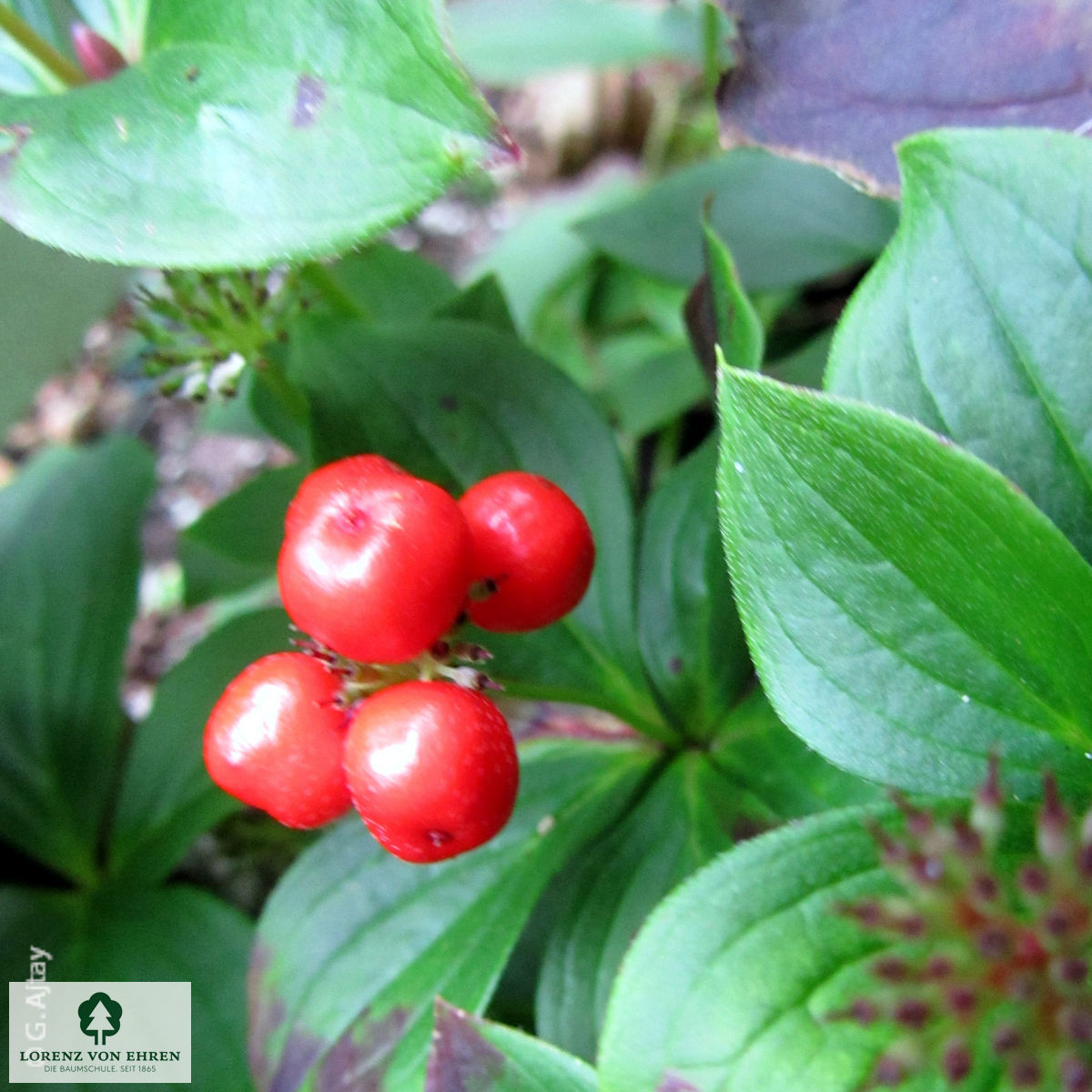 Cornus canadensis