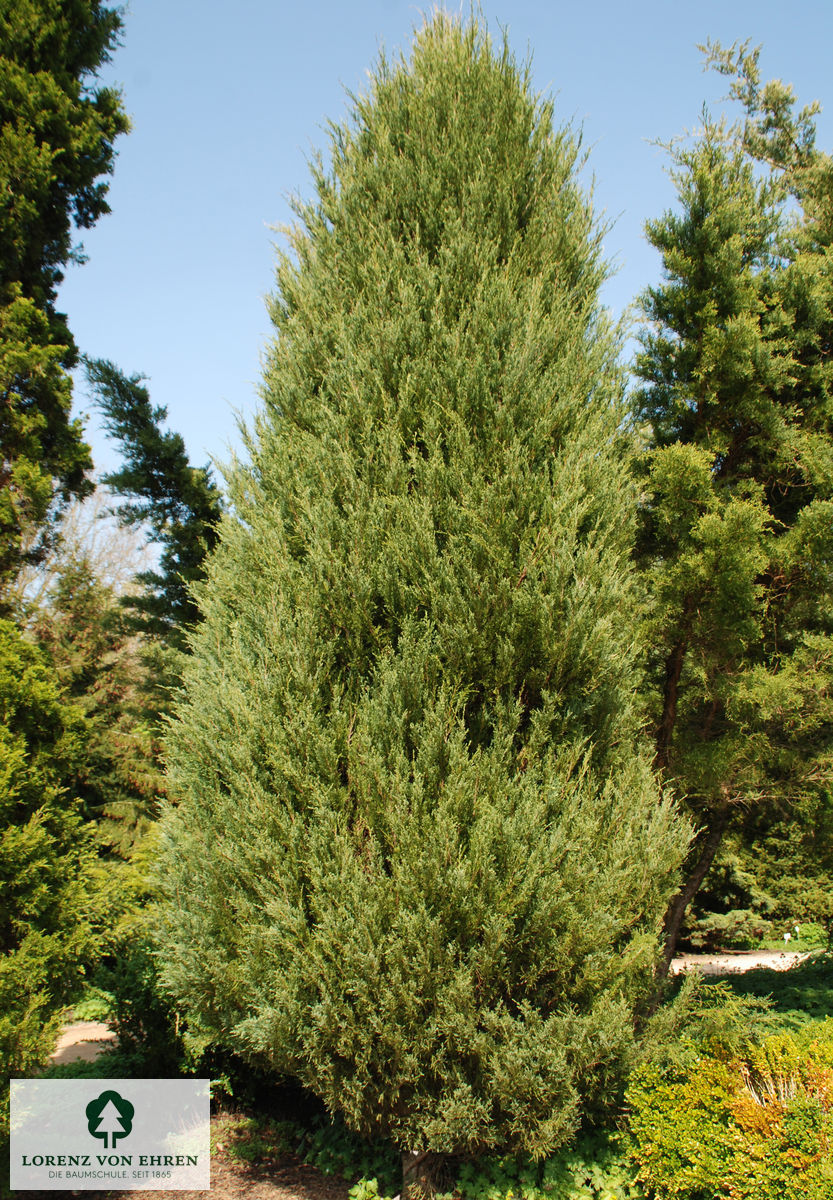 Juniperus scopulorum 'Blue Arrow'