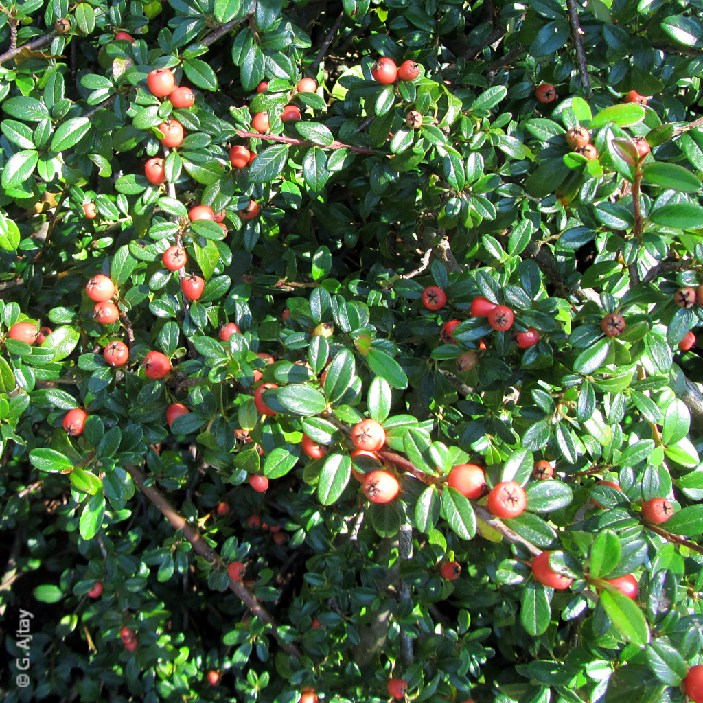 Cotoneaster suecicus Coral Beauty mit Früchten im Sommer.