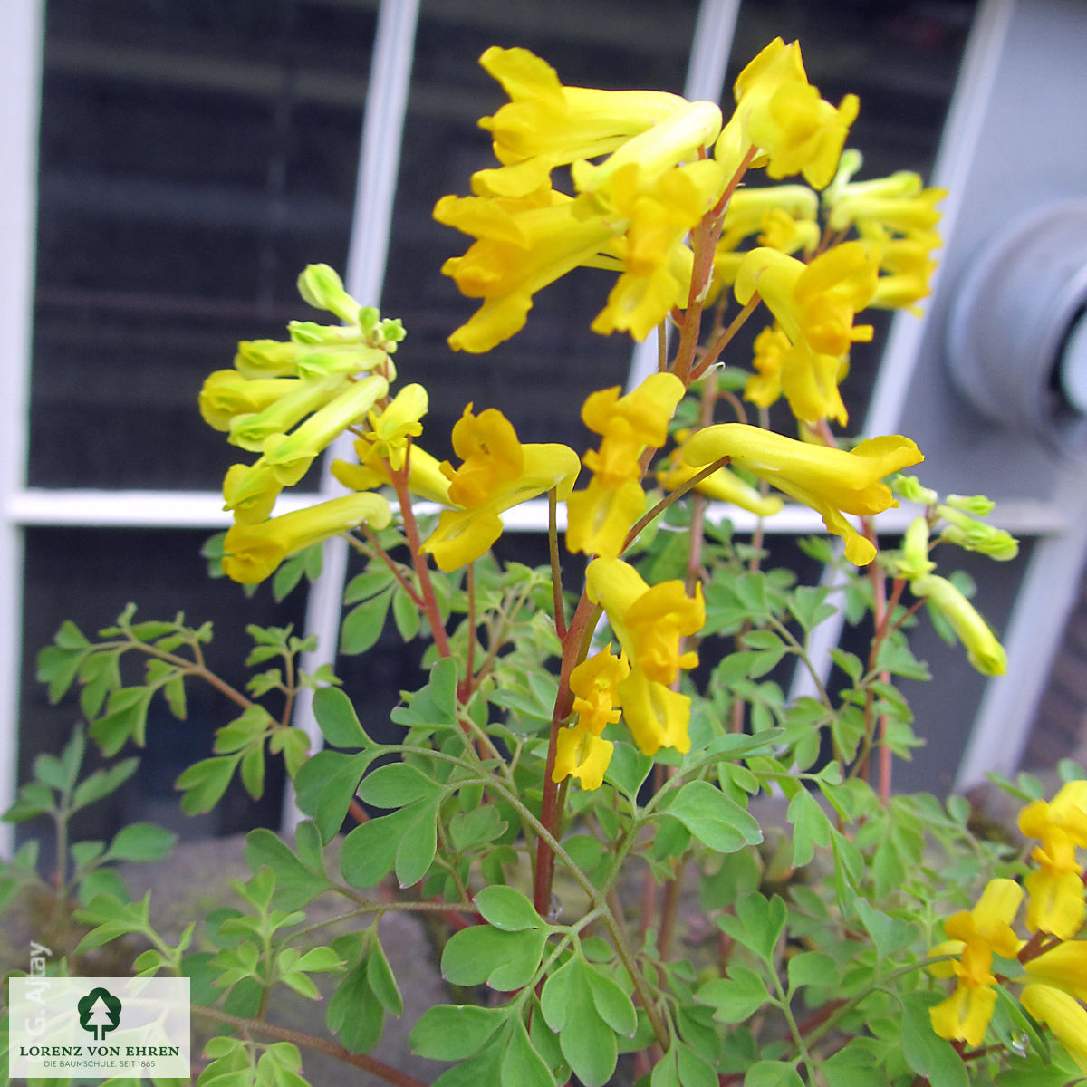 Corydalis lutea