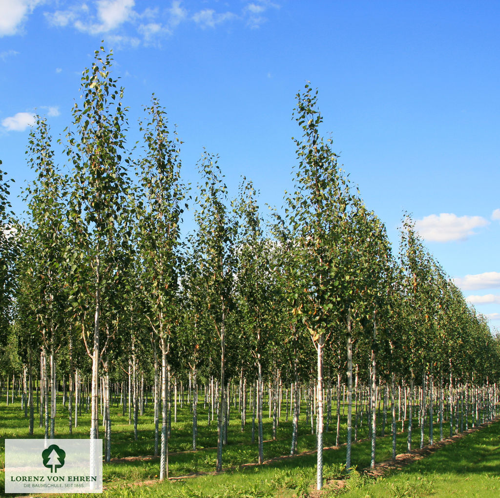 Betula jacquemontii