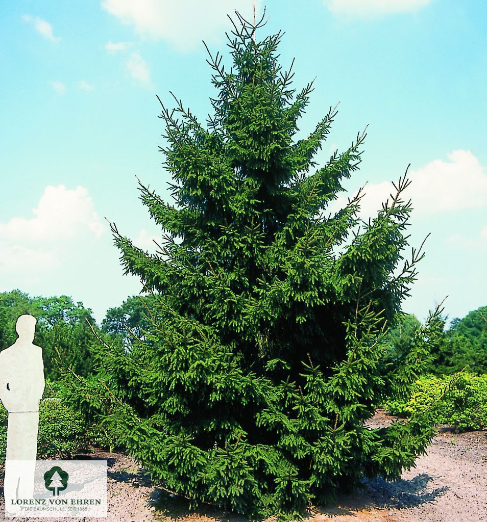 Picea orientalis