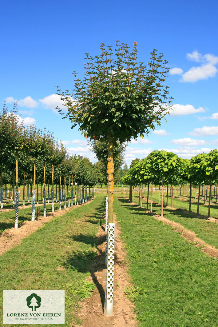 Acer campestre 'Nanum'