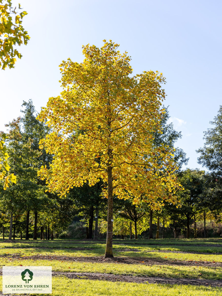 Liriodendron tulipifera