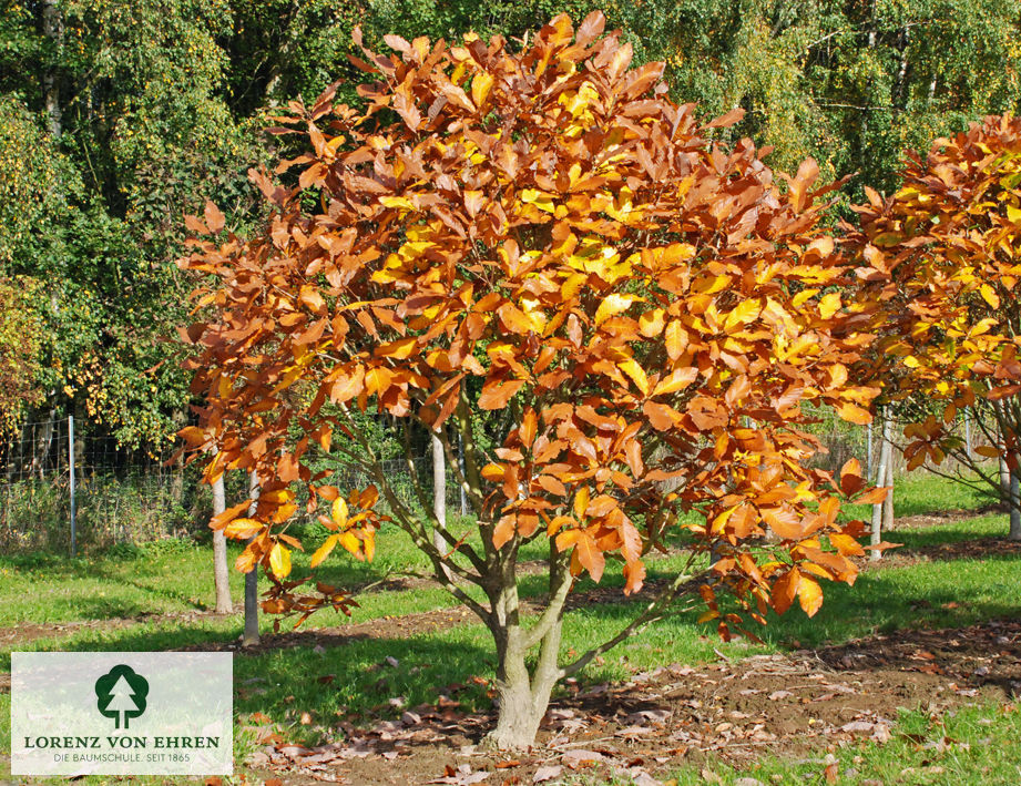 Quercus pontica