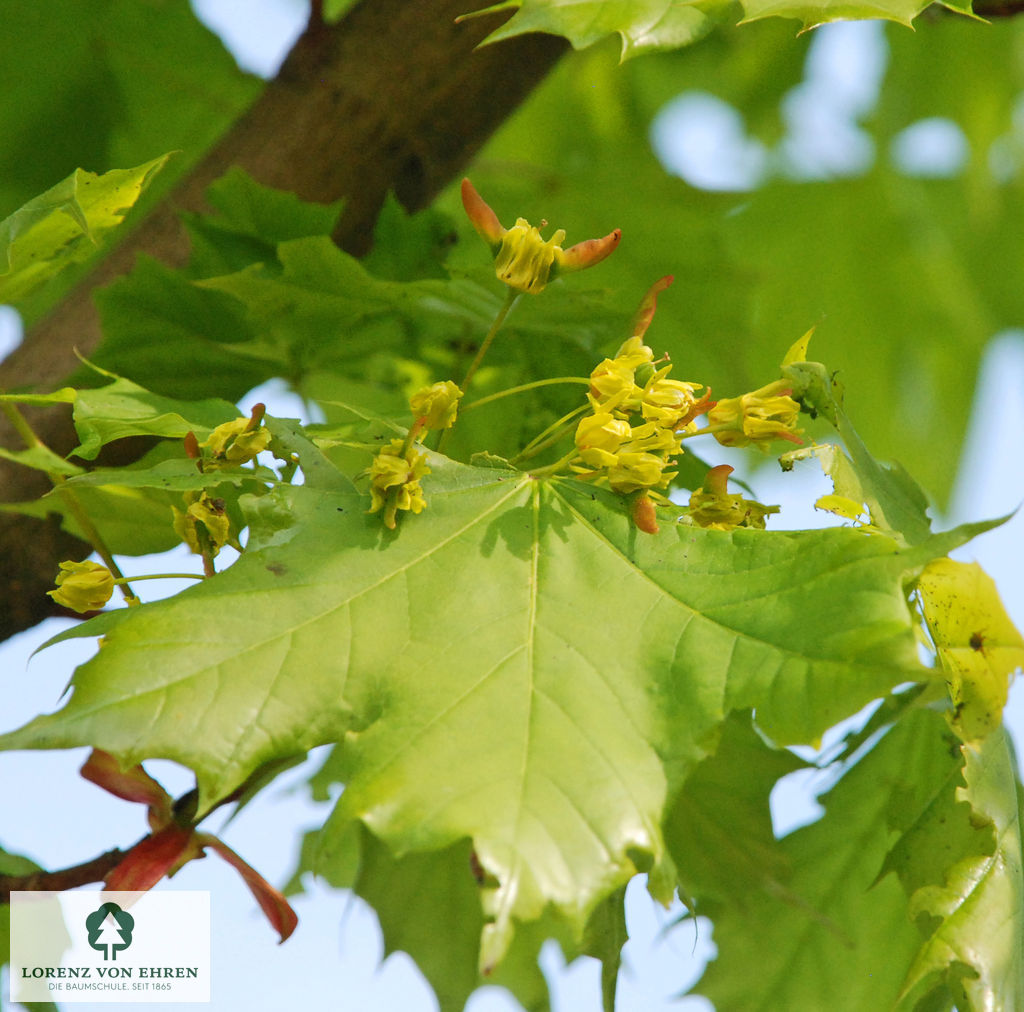 Acer platanoides 'Columnare'