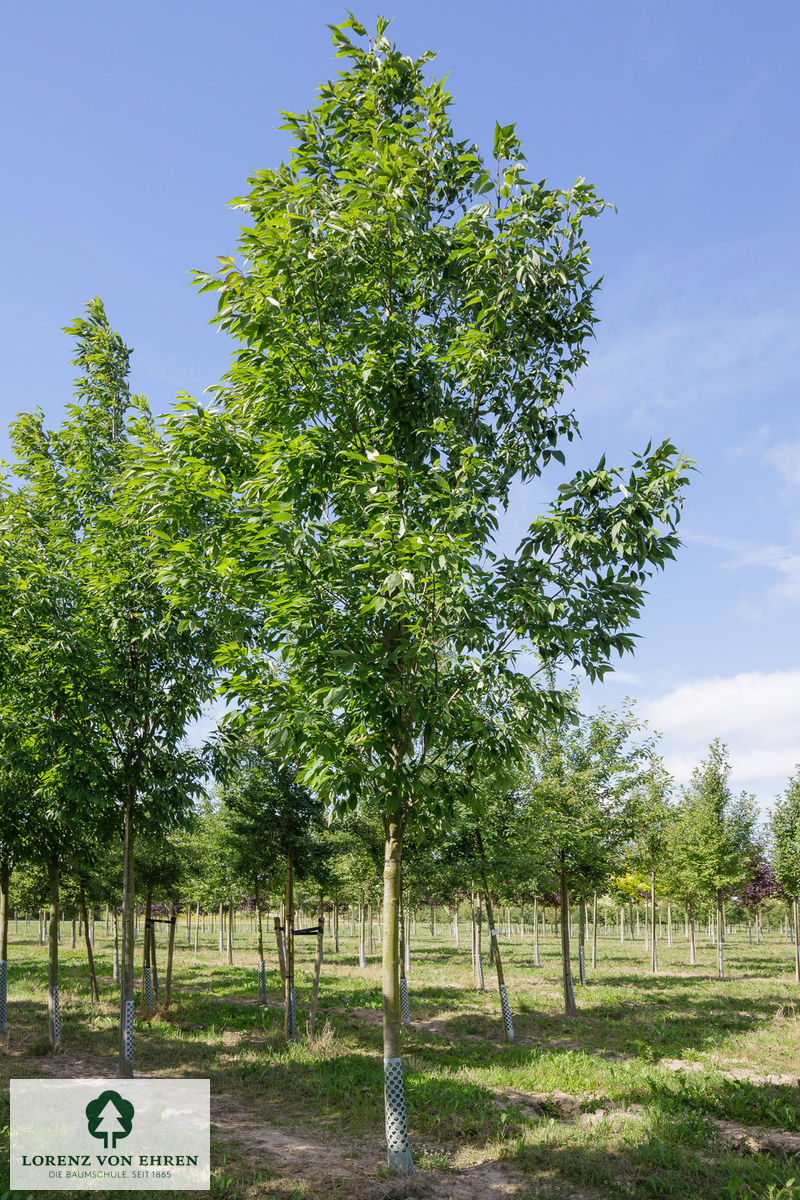 Fraxinus americana 'Autumn Purple'