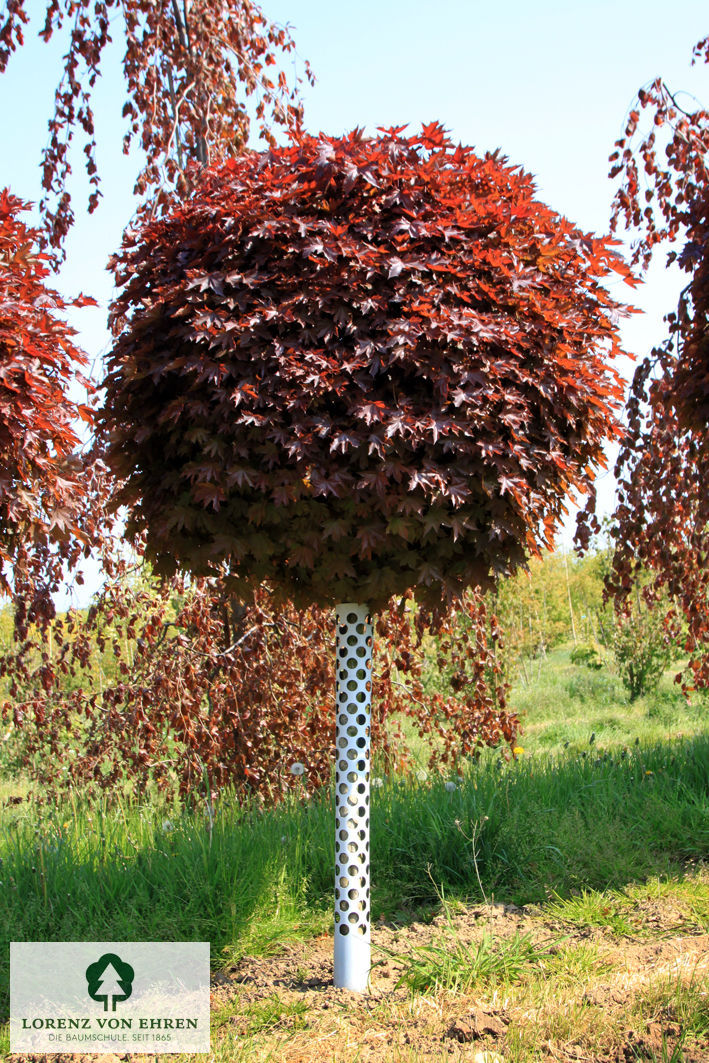 Acer platanoides 'Crimson Sentry'