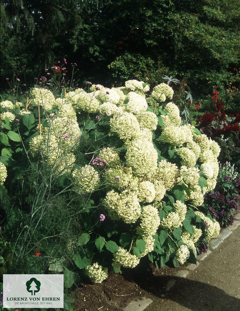 Hydrangea arborescens 'Grandiflora'