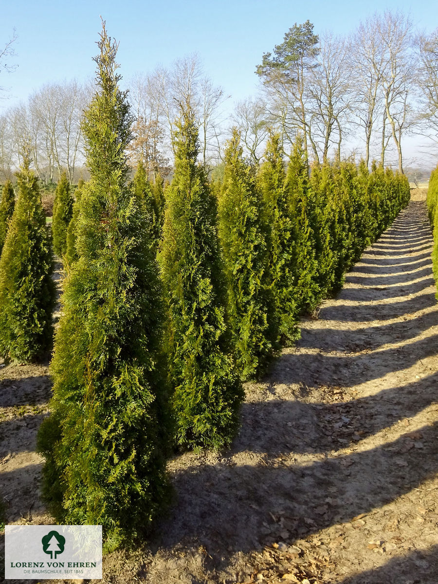 Thuja occidentalis 'Smaragd'