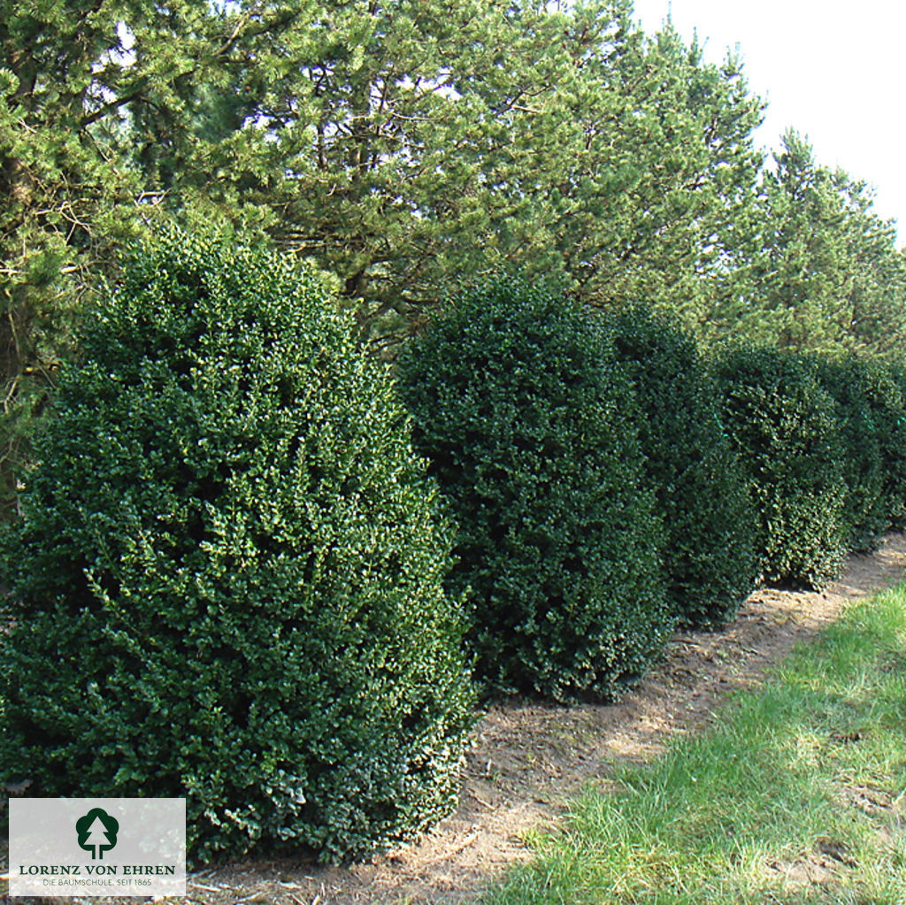 Buxus sempervirens 'Bullata'