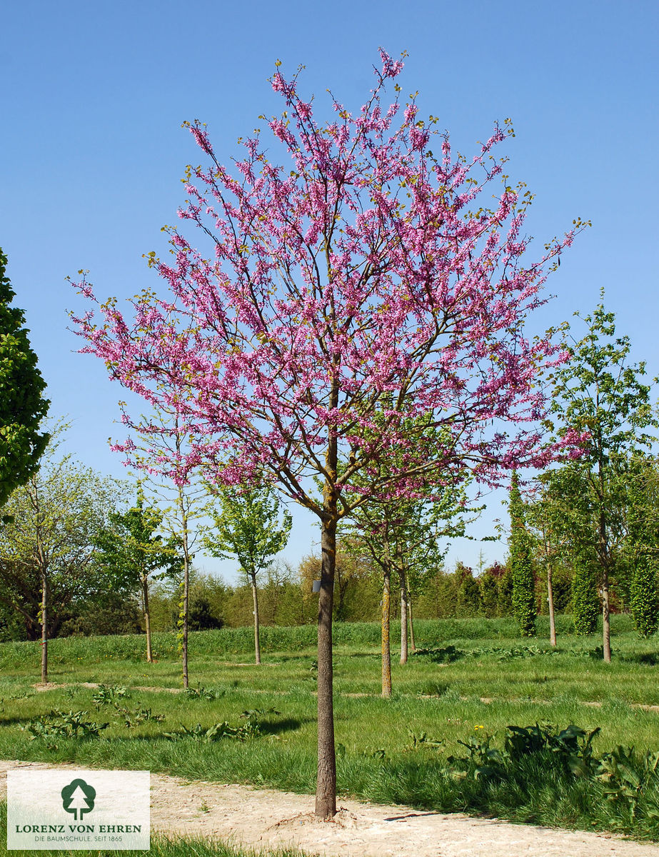 Cercis siliquastrum