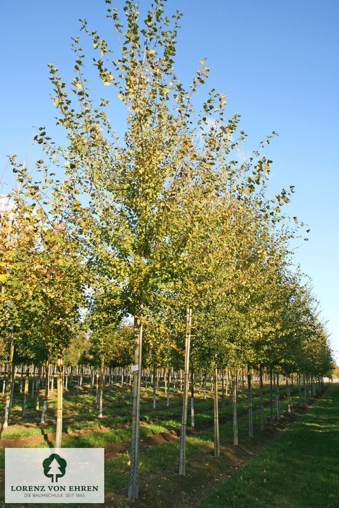 Populus tremula