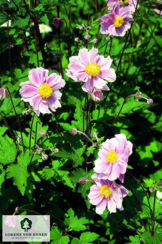 Anemone hupehensis 'September Charm'