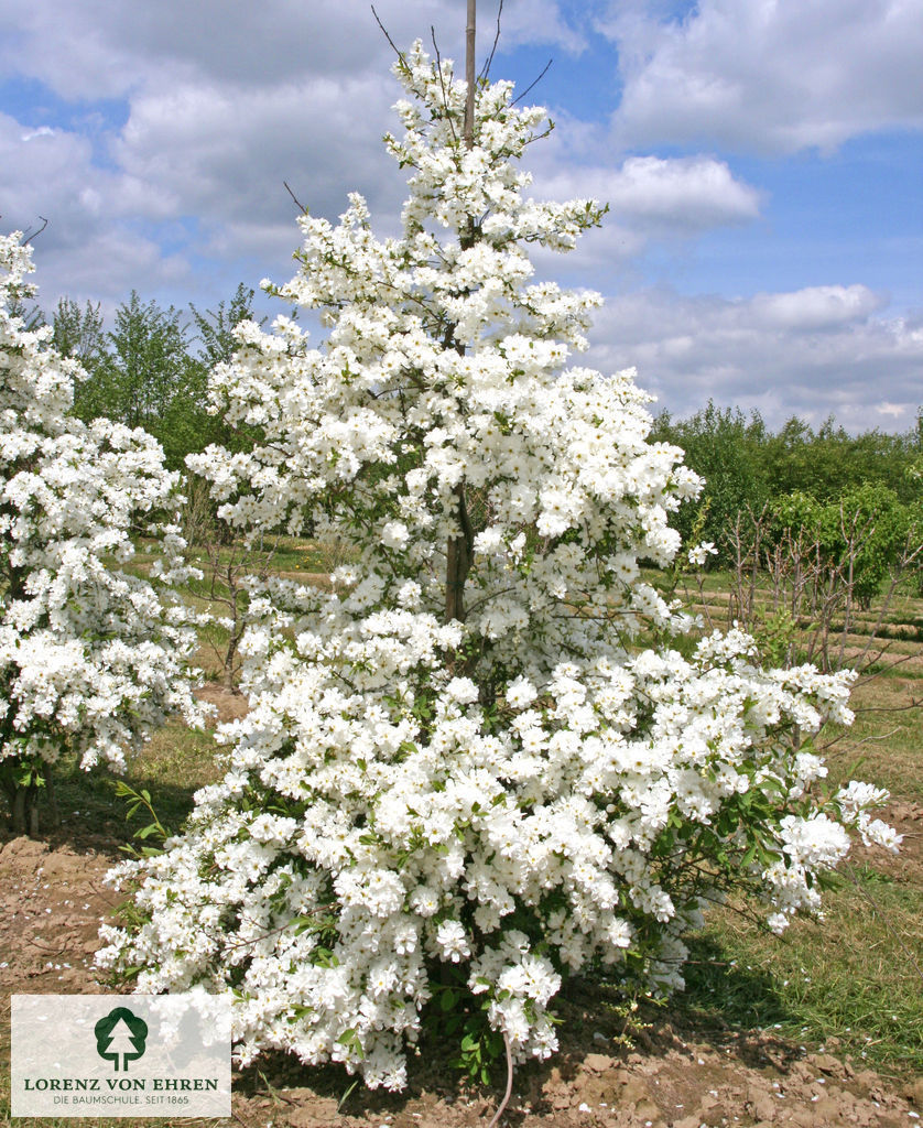 Exochorda macrantha 'The Bride'