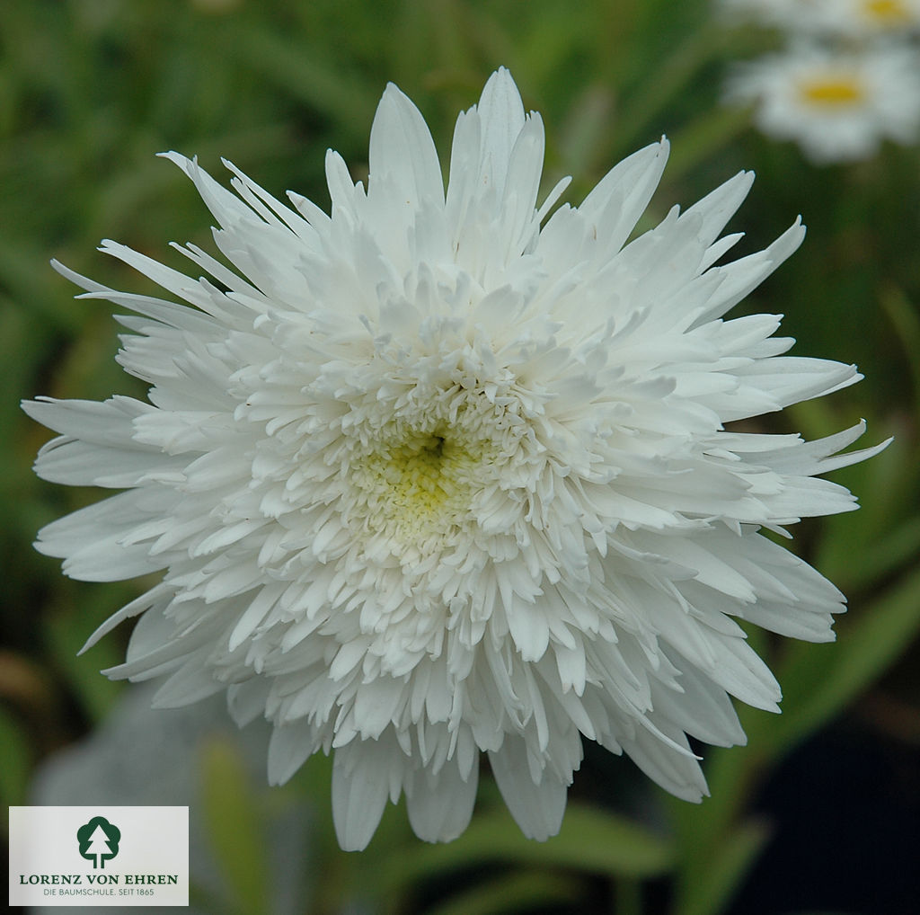 Leucanthemum superbum 'Eisstern'